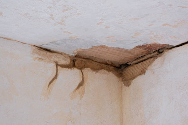 Best Mold removal after water damage  in Vine Grove, KY