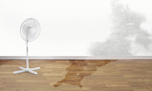 Best Carpet water damage restoration  in Vine Grove, KY