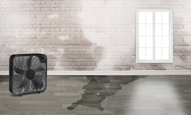 Best Water damage restoration specialists  in Vine Grove, KY